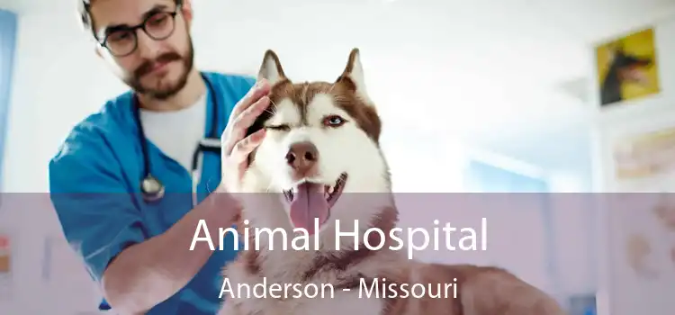 Animal Hospital Anderson - Missouri