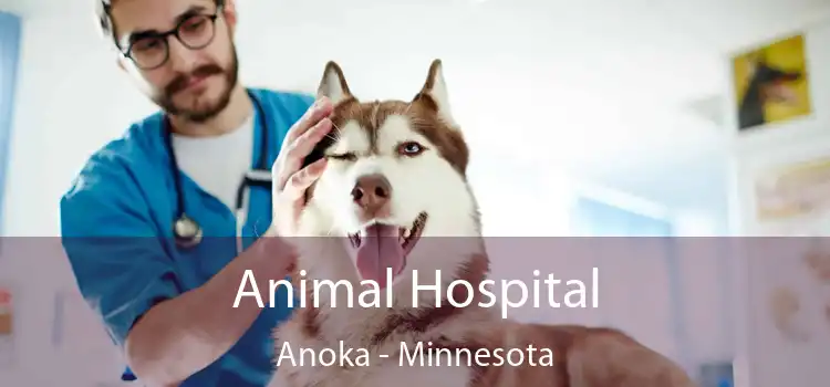 Animal Hospital Anoka - Minnesota