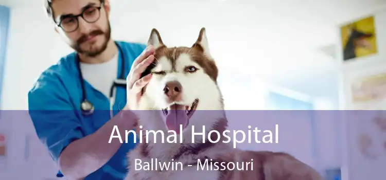 Animal Hospital Ballwin - Missouri