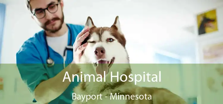 Animal Hospital Bayport - Minnesota