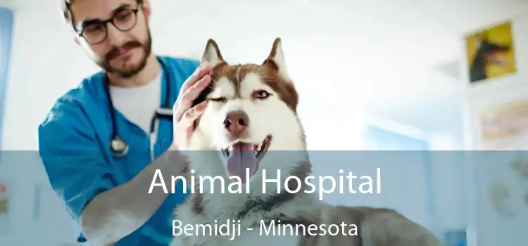 Animal Hospital Bemidji - Minnesota