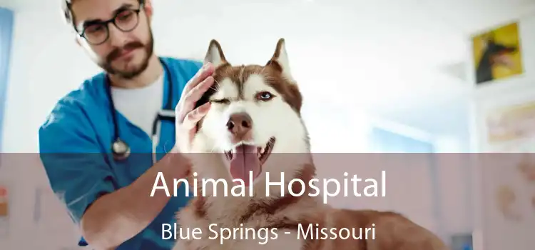 Animal Hospital Blue Springs - Missouri