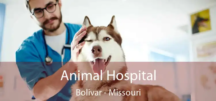 Animal Hospital Bolivar - Missouri