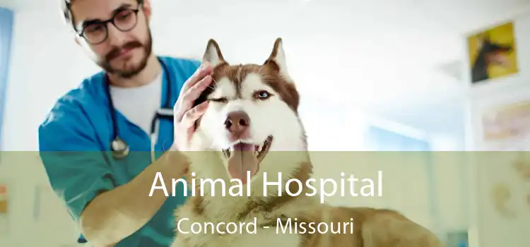 Animal Hospital Concord - Missouri