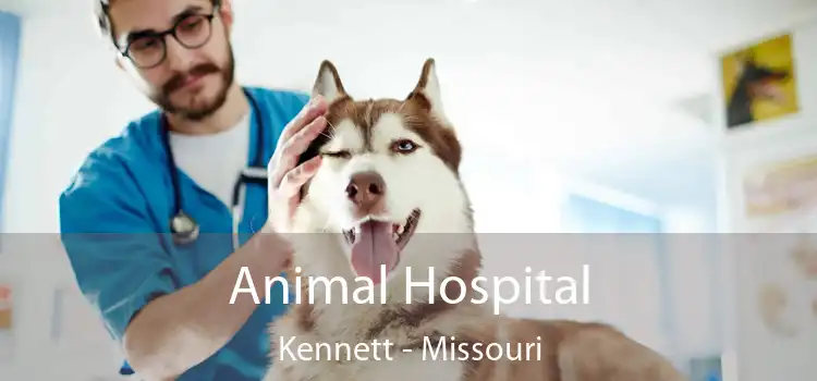 Animal Hospital Kennett - Missouri