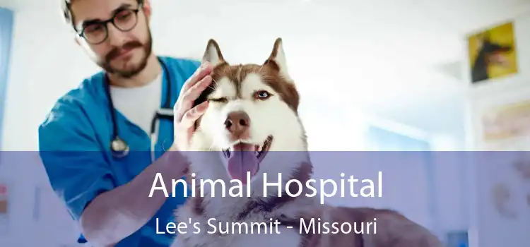 Animal Hospital Lee's Summit - Missouri