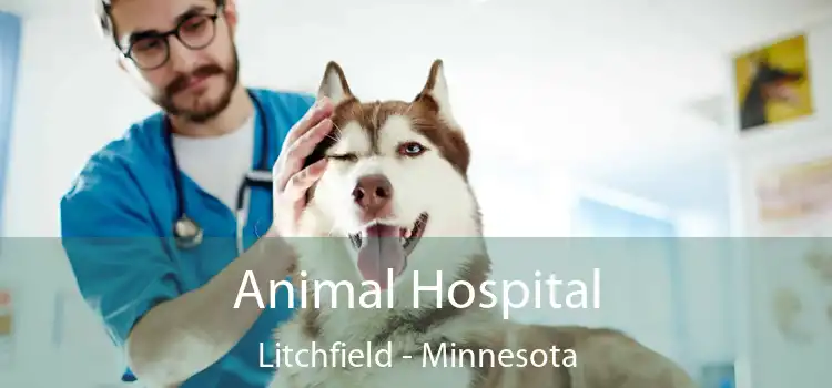 Animal Hospital Litchfield - Minnesota