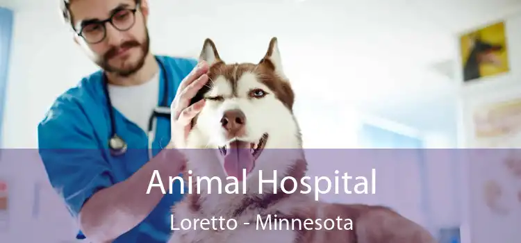 Animal Hospital Loretto - Minnesota