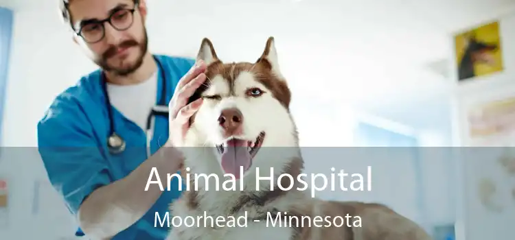 Animal Hospital Moorhead - Minnesota