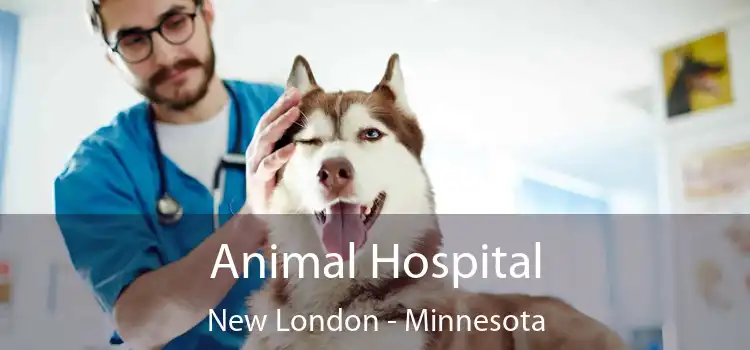 Animal Hospital New London - Minnesota