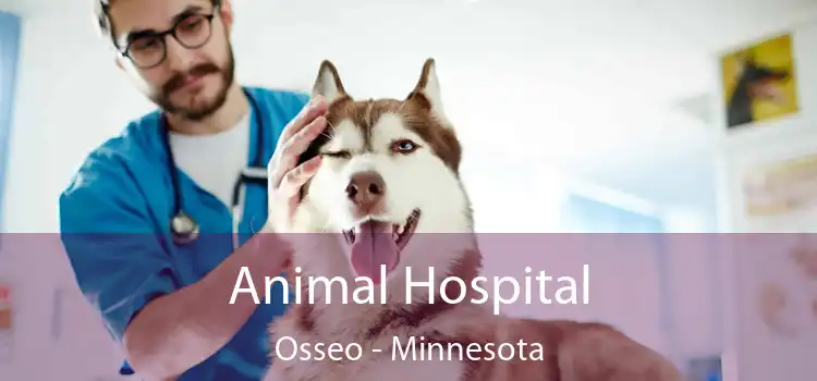 Animal Hospital Osseo - Minnesota