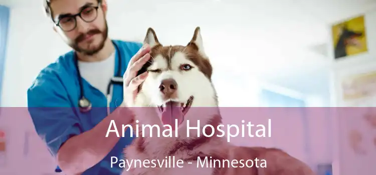 Animal Hospital Paynesville - Minnesota