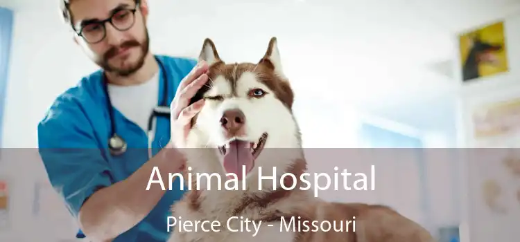 Animal Hospital Pierce City - Missouri