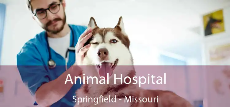 Animal Hospital Springfield - Missouri