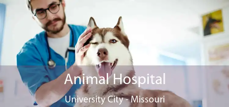 Animal Hospital University City - Missouri