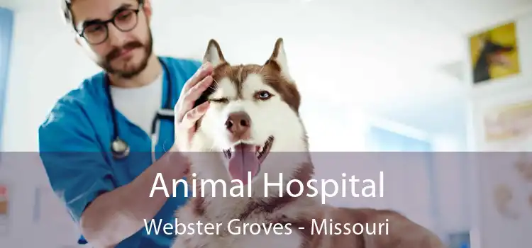 Animal Hospital Webster Groves - Missouri