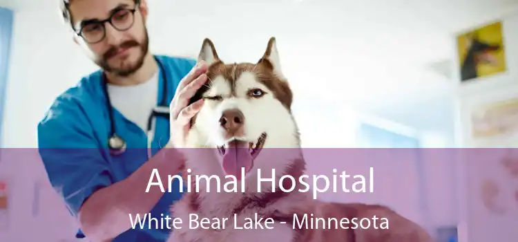 Animal Hospital White Bear Lake - Minnesota