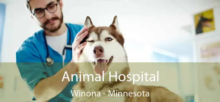 Animal Hospital Winona - Minnesota