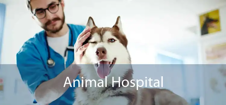 Animal Hospital 