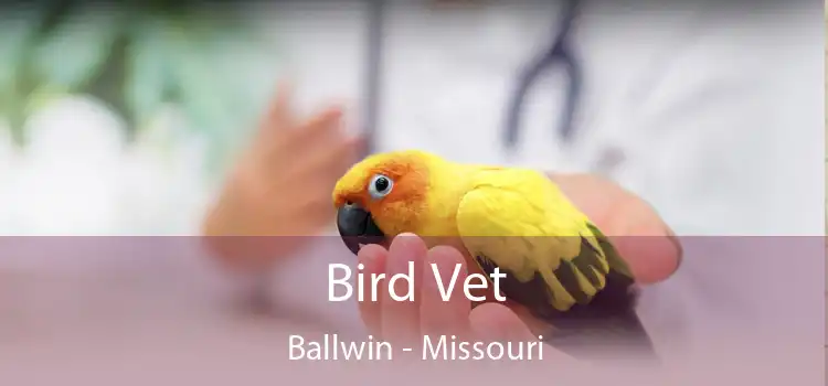 Bird Vet Ballwin - Missouri