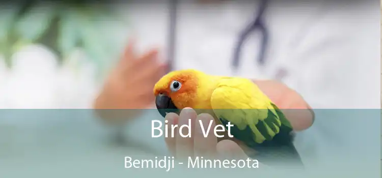 Bird Vet Bemidji - Minnesota