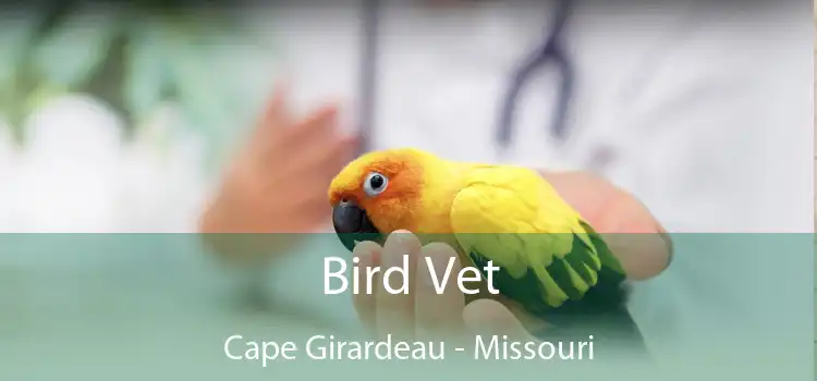 Bird Vet Cape Girardeau - Missouri