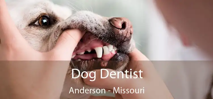 Dog Dentist Anderson - Missouri