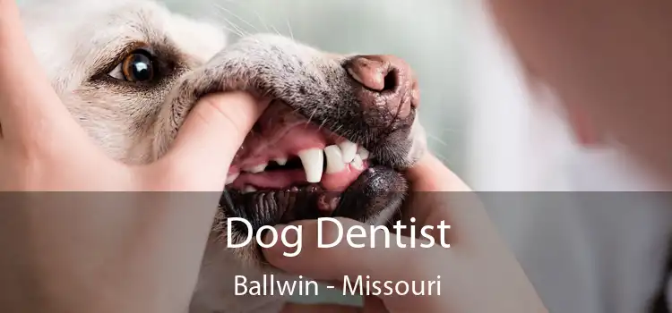 Dog Dentist Ballwin - Missouri