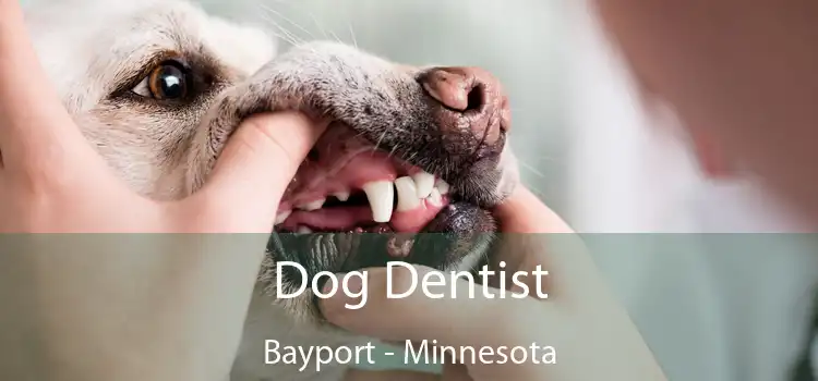 Dog Dentist Bayport - Minnesota