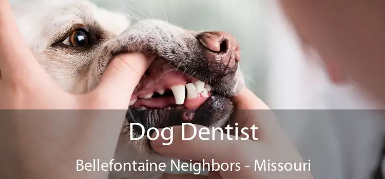 Dog Dentist Bellefontaine Neighbors - Missouri