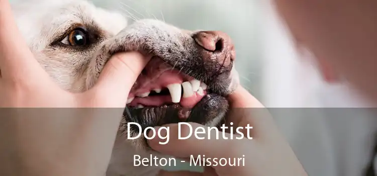 Dog Dentist Belton - Missouri