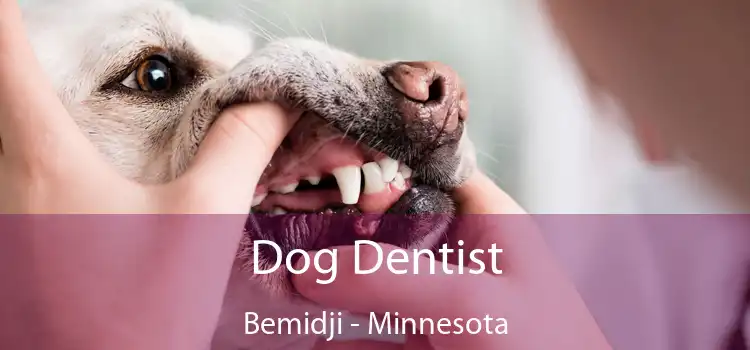 Dog Dentist Bemidji - Minnesota