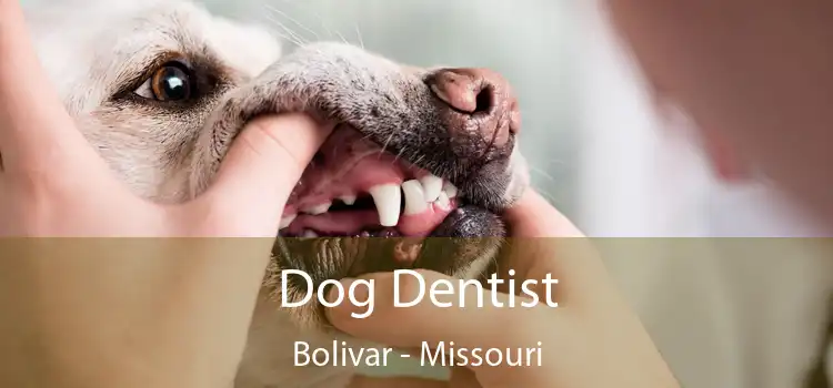 Dog Dentist Bolivar - Missouri