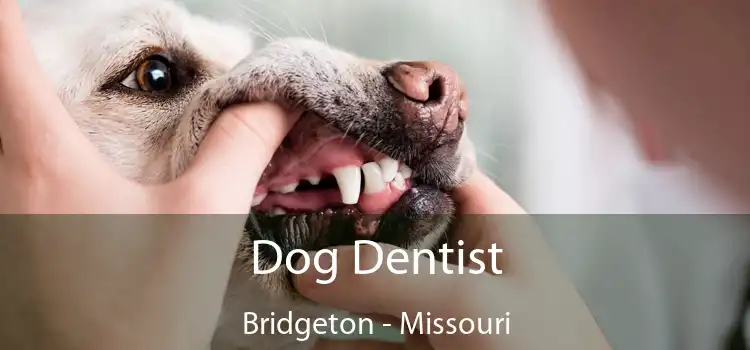 Dog Dentist Bridgeton - Missouri