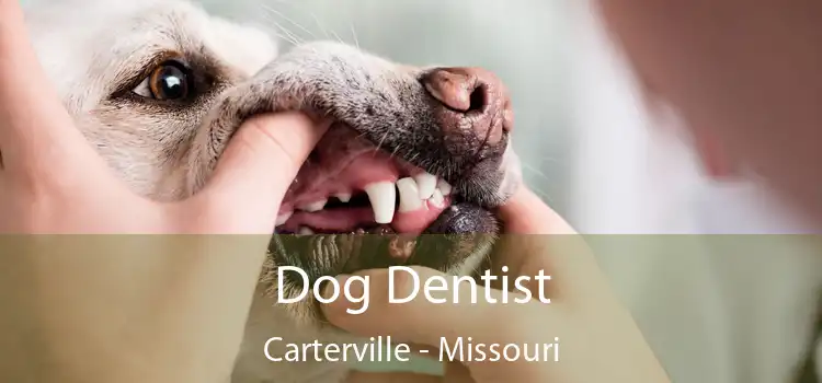 Dog Dentist Carterville - Missouri