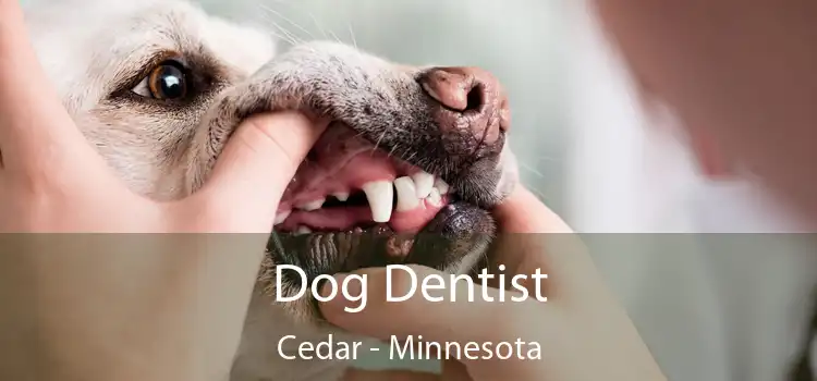 Dog Dentist Cedar - Minnesota