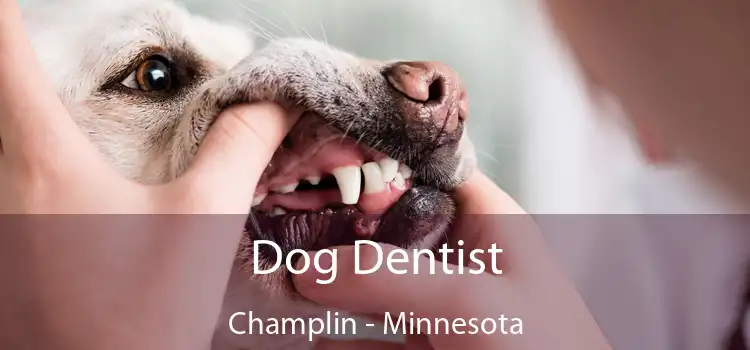 Dog Dentist Champlin - Minnesota