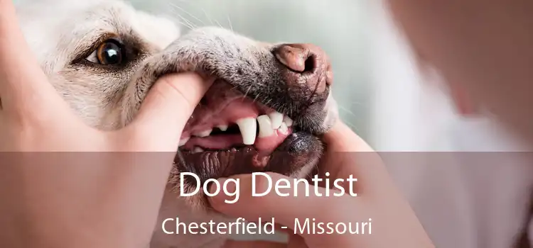 Dog Dentist Chesterfield - Missouri