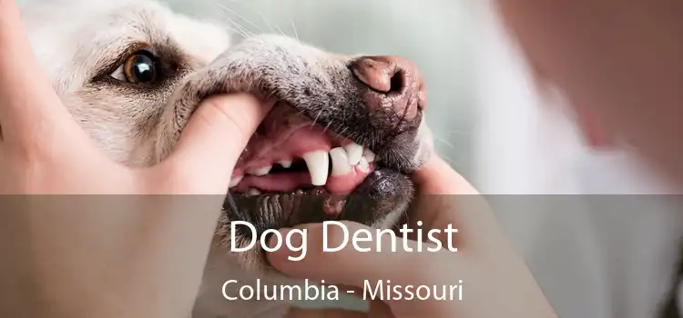 Dog Dentist Columbia - Missouri