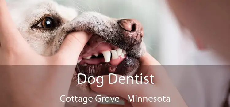 Dog Dentist Cottage Grove - Minnesota