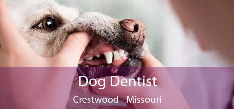 Dog Dentist Crestwood - Missouri