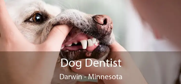 Dog Dentist Darwin - Minnesota