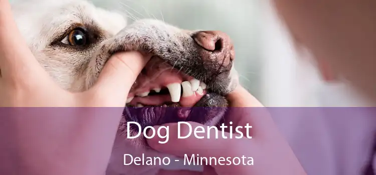 Dog Dentist Delano - Minnesota