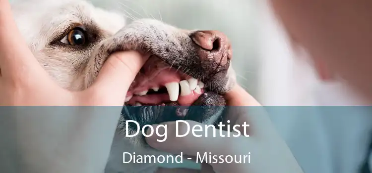 Dog Dentist Diamond - Missouri