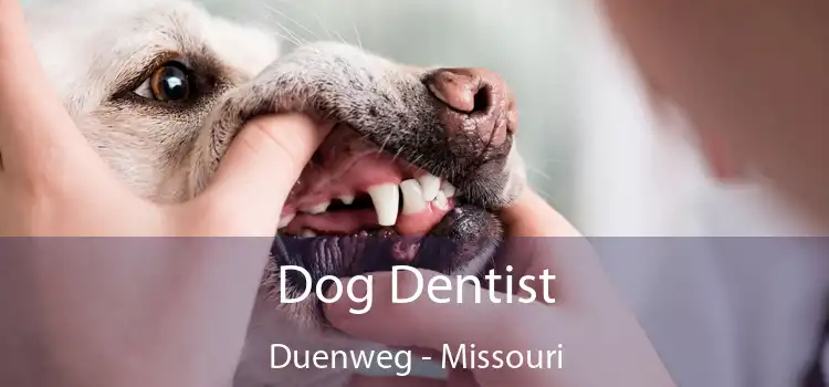 Dog Dentist Duenweg - Missouri