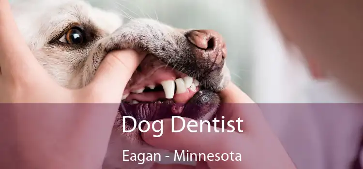 Dog Dentist Eagan - Minnesota