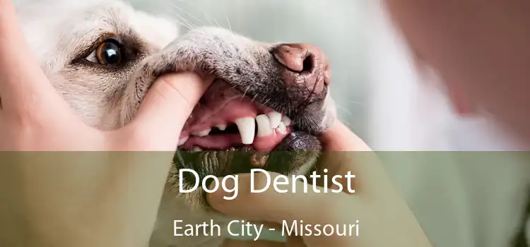 Dog Dentist Earth City - Missouri