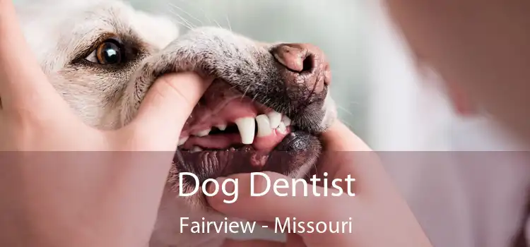 Dog Dentist Fairview - Missouri