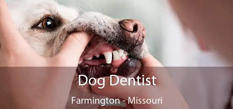 Dog Dentist Farmington - Missouri