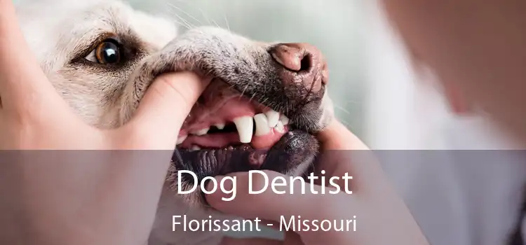 Dog Dentist Florissant - Missouri